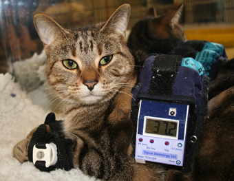 topcat metrology algometer prod cat