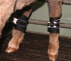 topcat metrology sheep leg actuator